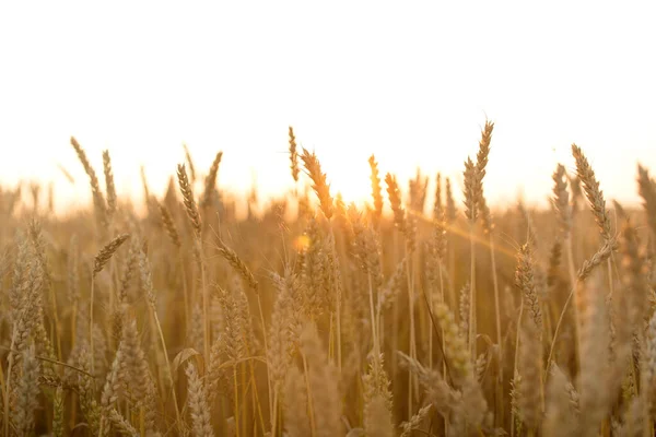 谷物田与成熟的小麦穗 — 图库照片