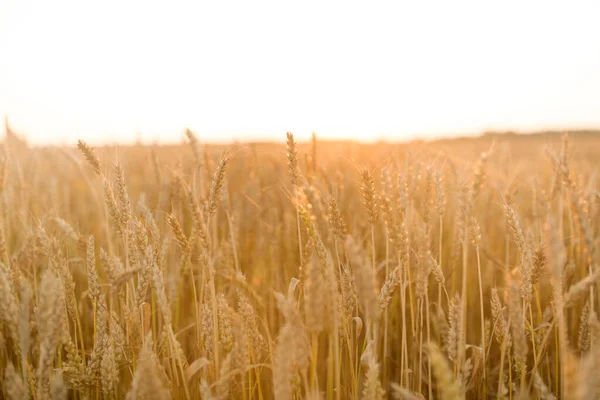 谷物田与成熟的小麦穗 — 图库照片