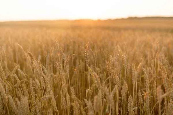 Campo de cereales con espiguillas de trigo maduro —  Fotos de Stock