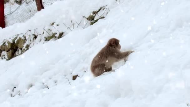 Makak japoński lub monkey wyszukiwanie żywności w śniegu — Wideo stockowe