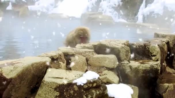 Macaco japonês ou macaco de neve na primavera quente — Vídeo de Stock