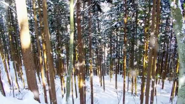 Χιονίζει στο χειμερινό δάσος στην Ιαπωνία — Αρχείο Βίντεο