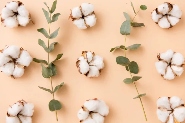 Flores de algodón y eucalipto sobre fondo beige — Foto de Stock