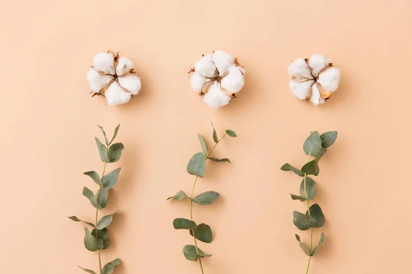 綿の花とユーカリのベージュの背景 — ストック写真