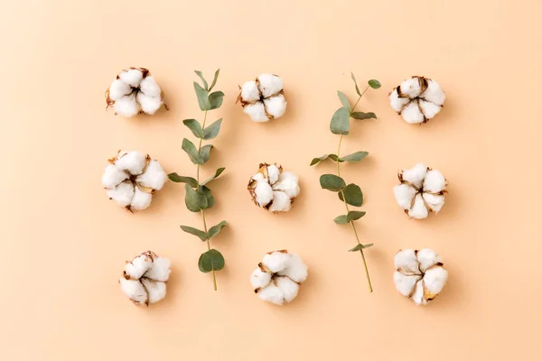 綿の花とユーカリのベージュの背景 — ストック写真
