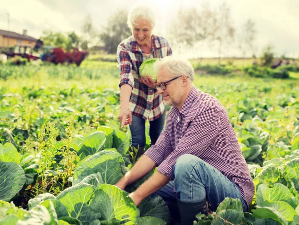 Ηλικιωμένο ζευγάρι που μαζεύει λάχανο στη φάρμα — Φωτογραφία Αρχείου