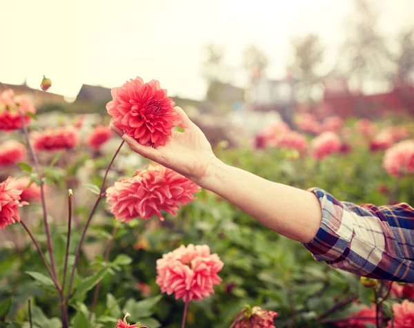 Mano de mujer mayor con flores en el jardín de verano — Foto de Stock