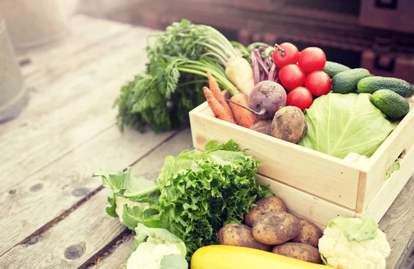 Close up of vegetables on farm — Stock Photo, Image