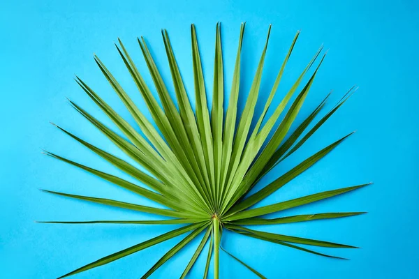 Зеленый лист пальмы вентилятора на синем фоне — стоковое фото