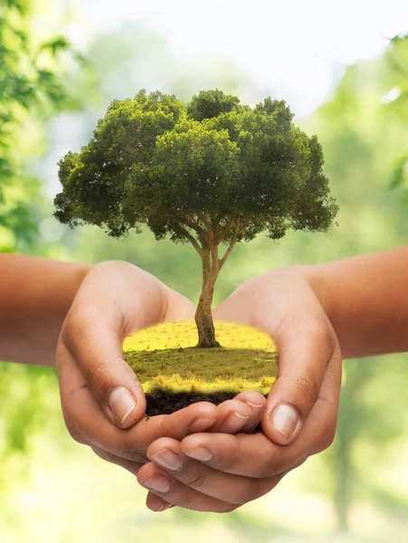 Närbild av händer som håller träd — Stockfoto