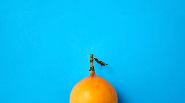 Close up of granadilla on blue background — Stock Photo, Image