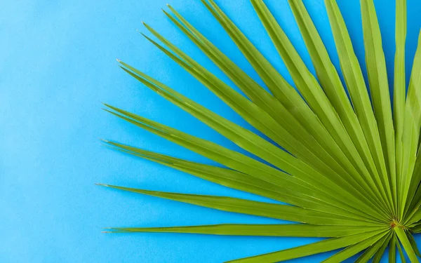 Green fan palm leaf on blue background — 스톡 사진