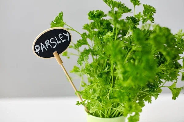 Erva salsa verde com placa de nome em panela na mesa — Fotografia de Stock