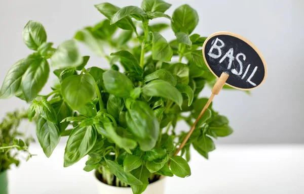 Close up of basil herb with name plate in pot — Zdjęcie stockowe