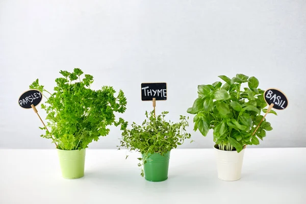 Greens or herbs in pots with name plates on table — ストック写真