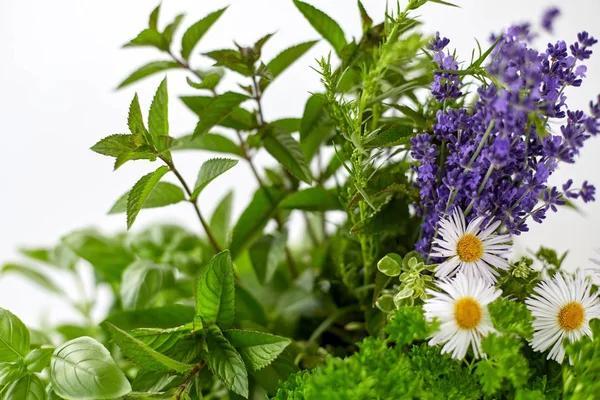 Close up of green herbs and flowers — 图库照片