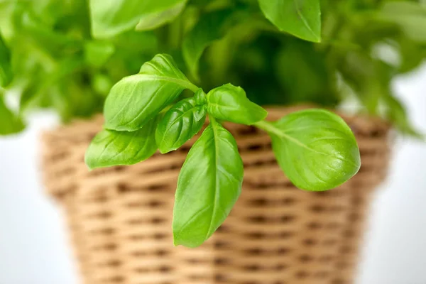 Close up of green basil herb in wicker basket — Stok fotoğraf