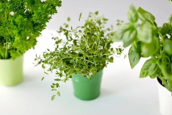 Fresh parsley, basil and thyme herbs in pots — Stock Photo, Image