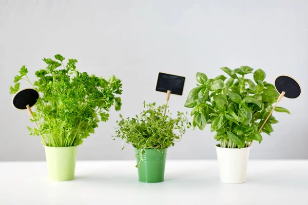 Greens or herbs in pots with name plates on table — Stock Photo, Image