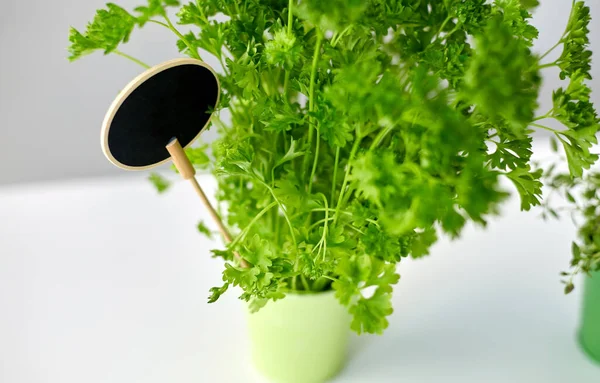 Erba prezzemolo verde con targhetta in vaso sul tavolo — Foto Stock