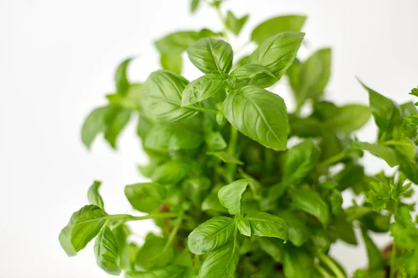 Close up of green basil herb — ストック写真