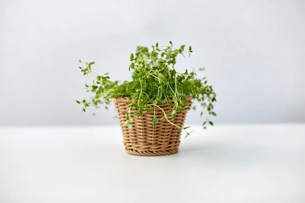 Green thyme herb in wicker basket on table — Stok fotoğraf