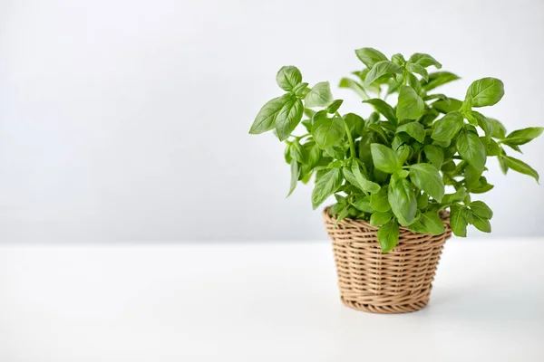 Zielone zioło bazylii w wiklinowym koszu na stole — Zdjęcie stockowe