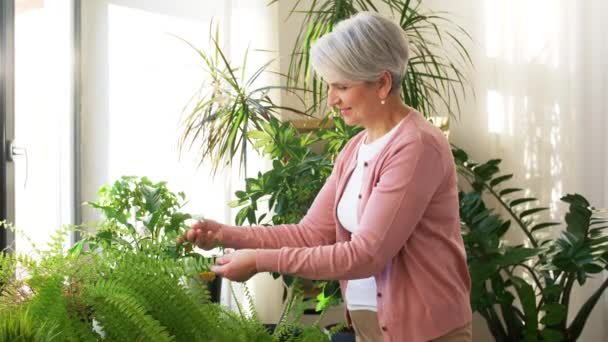 Az idősebb nő otthon gondozza a szobanövényt. — Stock videók