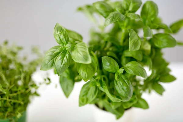 Close up of green basil herb — Zdjęcie stockowe