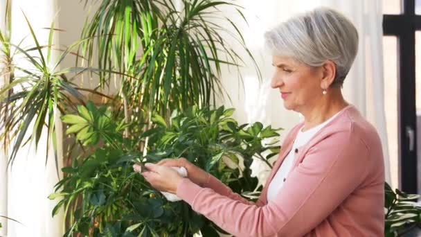 Happy senior woman cleaning houseplant — Stockvideo