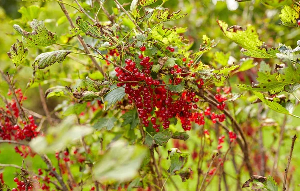 Red currant bush at summer garden — Stock Photo, Image