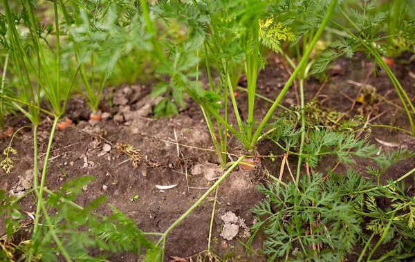 Wortelen kweken op zomer tuin bed — Stockfoto