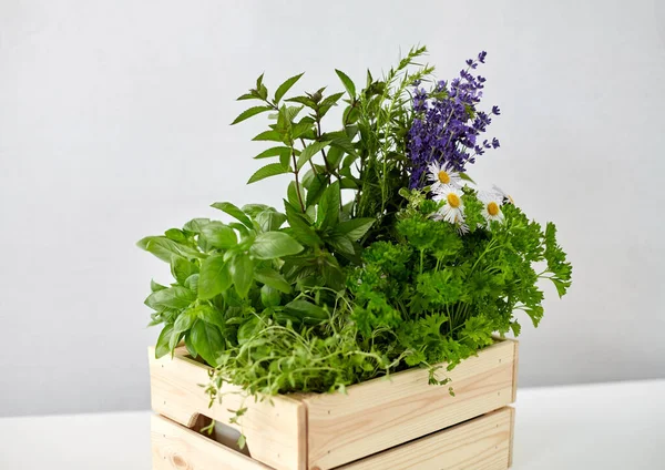 Erbe verdi e fiori in scatola di legno sul tavolo — Foto Stock