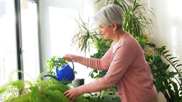 Mulher sênior plantas de sala de rega em casa — Vídeo de Stock