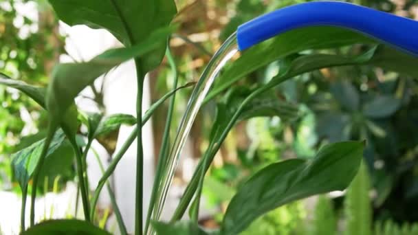 Watering can pouring water to spathiphyllum flower — Stock Video