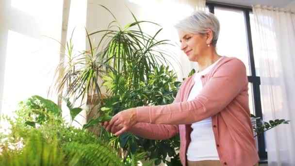 Ηλικιωμένη γυναίκα φροντίζει το φυτό στο σπίτι — Αρχείο Βίντεο