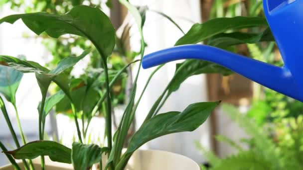 Gießkanne gießt Wasser zur Spathiphyllum-Blume — Stockvideo