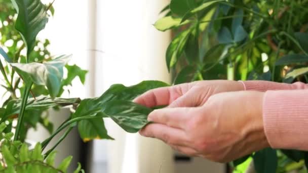 Donna anziana si prende cura di piante d'appartamento a casa — Video Stock