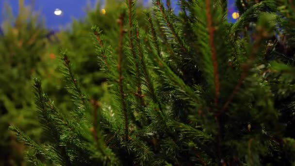 Venta de árbol de Navidad en el mercado por la noche — Vídeo de stock