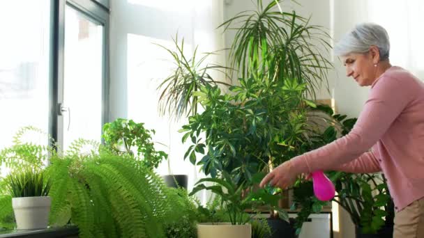 Gelukkig senior vrouw spuiten kamerplanten thuis — Stockvideo