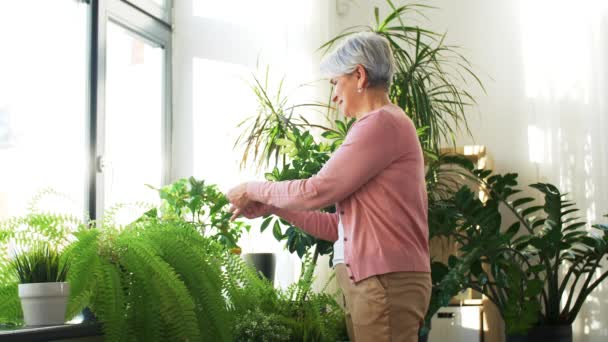 Senior kvinna tar hand om krukväxt hemma — Stockvideo