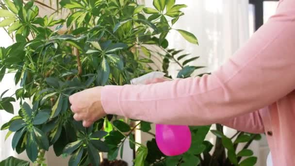 Ηλικιωμένη γυναίκα ψεκάζει φυτά στο σπίτι — Αρχείο Βίντεο