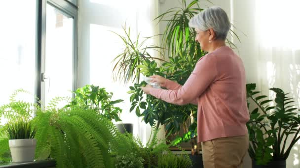 Щаслива старша жінка прибирає кімнатну рослину — стокове відео