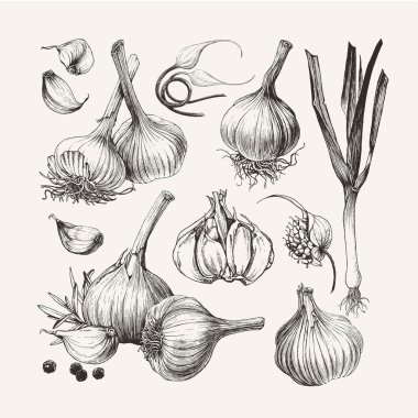 Ink drawn collection of garlic clipart