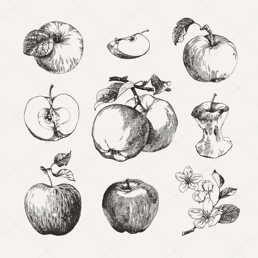 Ink drawn collection of apples