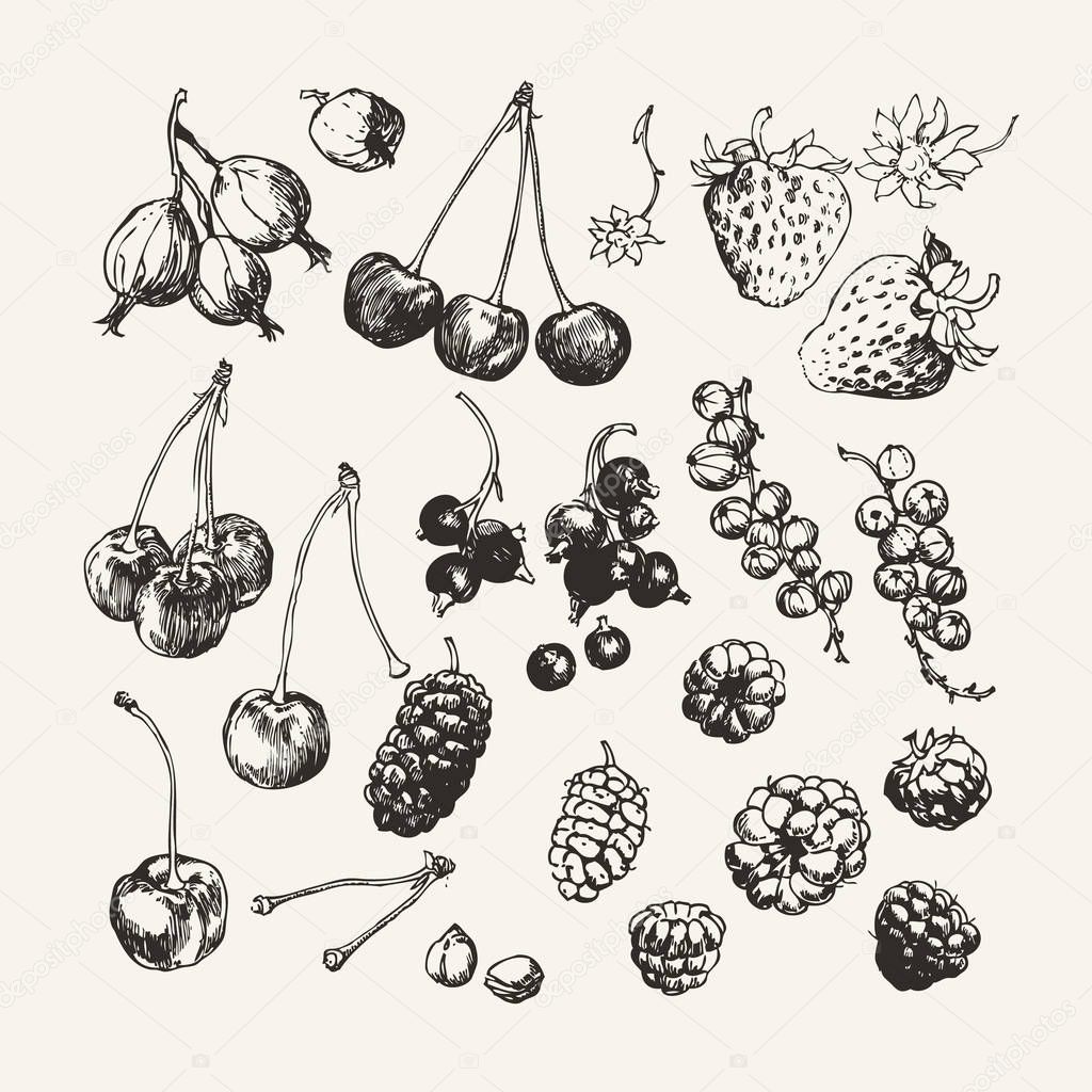 Ink drawn collection of berries