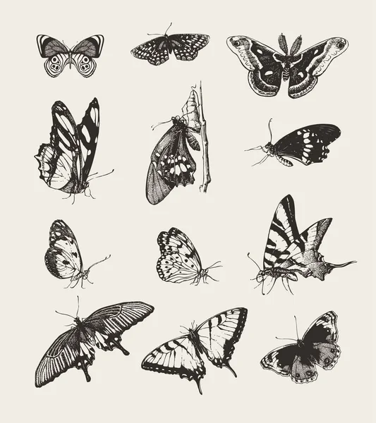 Colección de mariposas dibujadas tinta — Archivo Imágenes Vectoriales