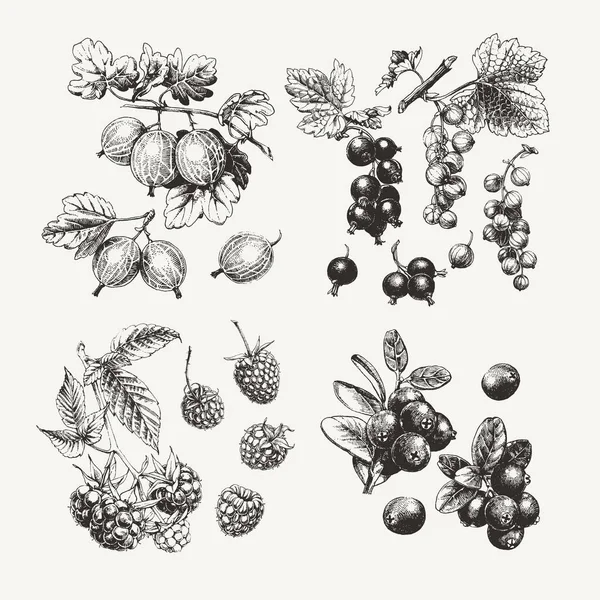 Frutos secos de tinta — Archivo Imágenes Vectoriales