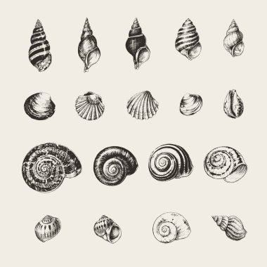 Çizilen mürekkep kabukları ve salyangoz