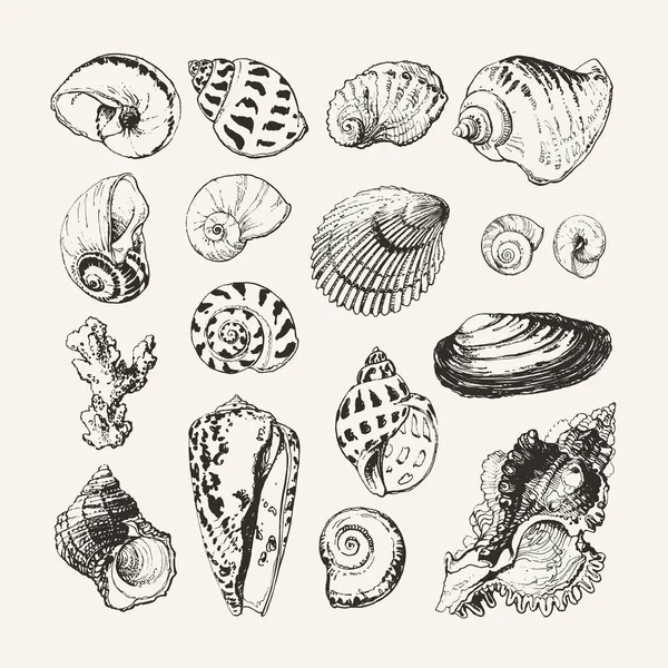 Encre coquillages et escargots dessinés — Image vectorielle